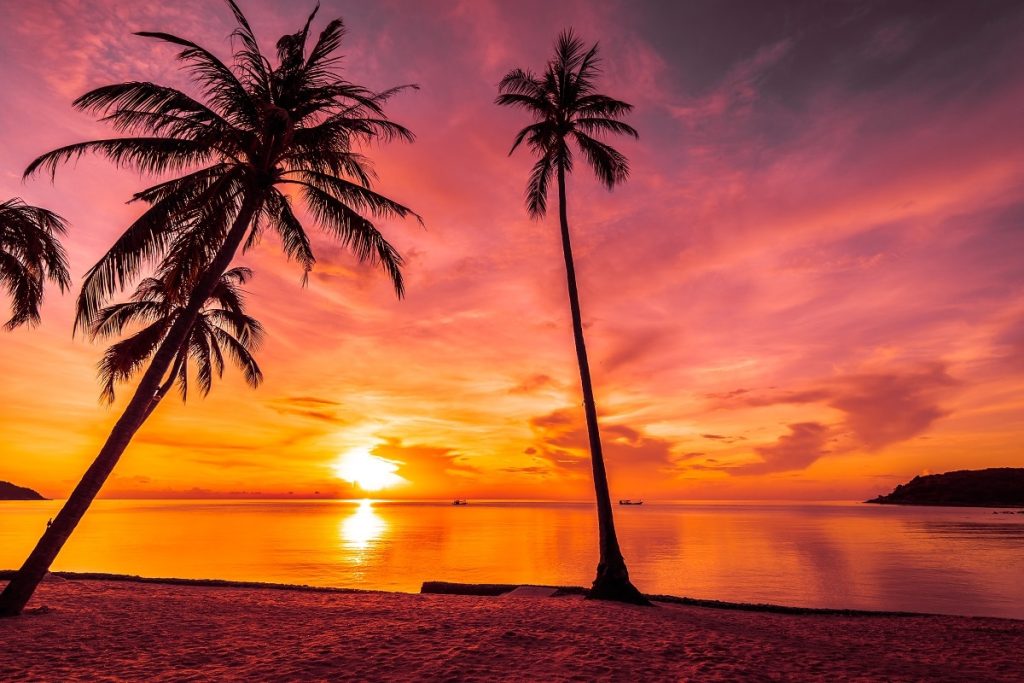 At sunset time on the tropical beach and sea with coconut palm t