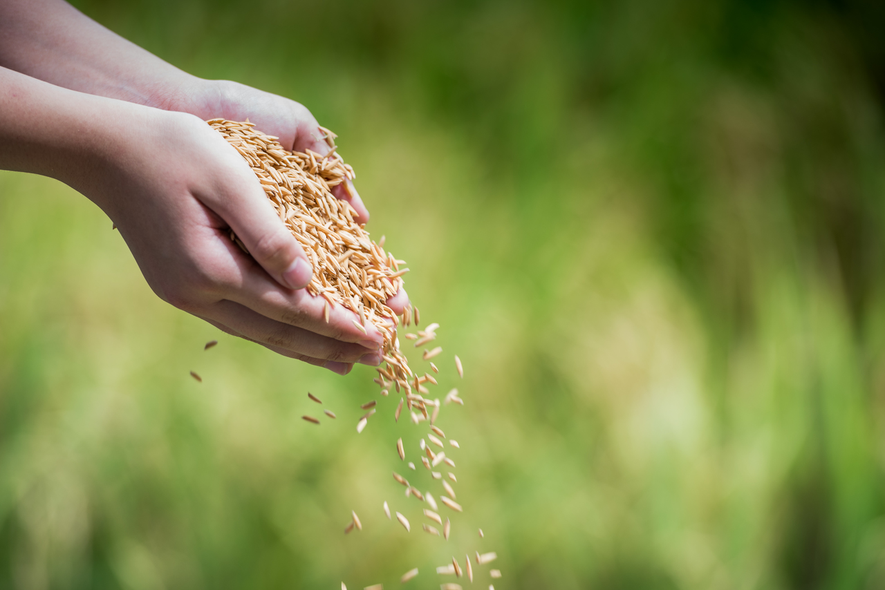 Hands holding raw rice crops