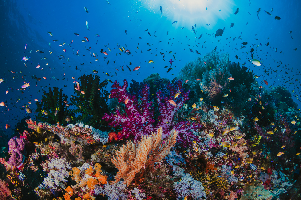 A flourishing coral reef